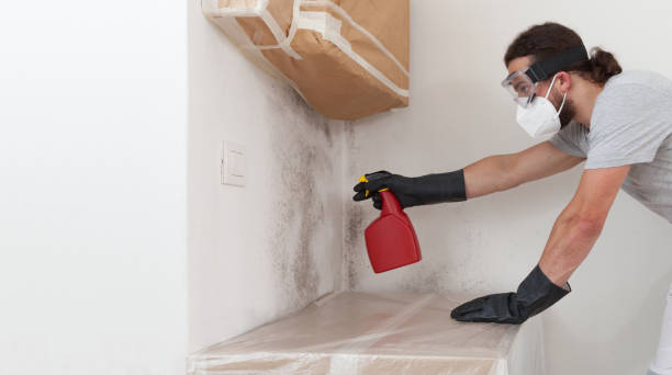 Professional Mold Cleanup technician working in Weems, VA