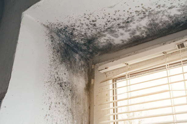 Affordable Mold Cleanup solutions in Weems, VA