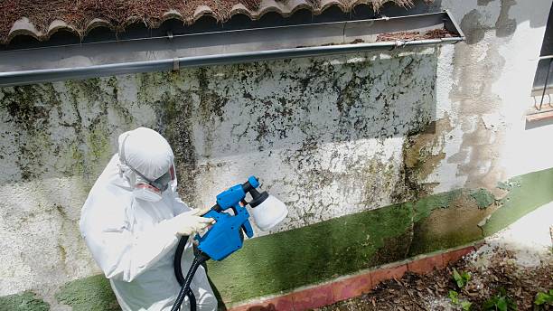 Top rated local Mold Cleanup specialists in Weems, VA